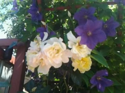 Fotografie1117 - Trandafirii din gradina