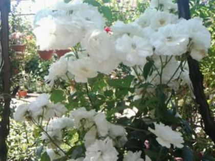 O tufă albă ca zăpada - Trandafirii din gradina
