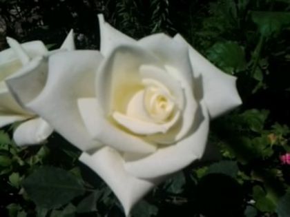 ice girl - Trandafirii din gradina