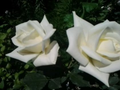 Fotografie1119 - Trandafirii din gradina