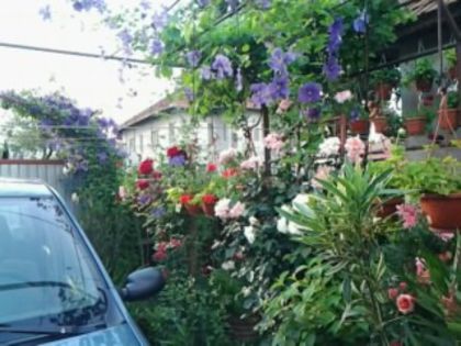 Fotografie1066 - Trandafirii din gradina