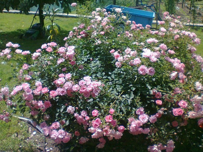 Summerwind