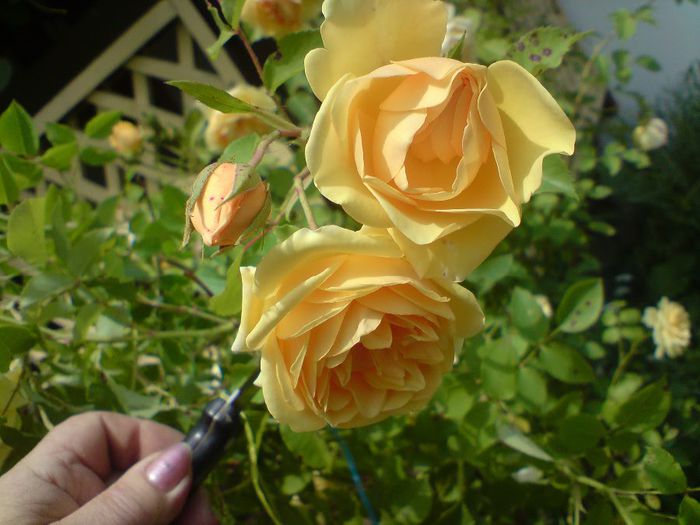 DSC00063 - Trandafiri