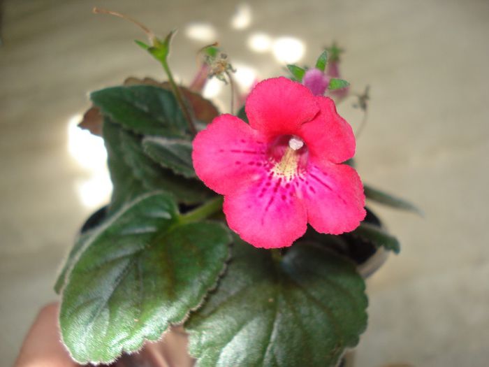 DSC09342 - FLORI 2014
