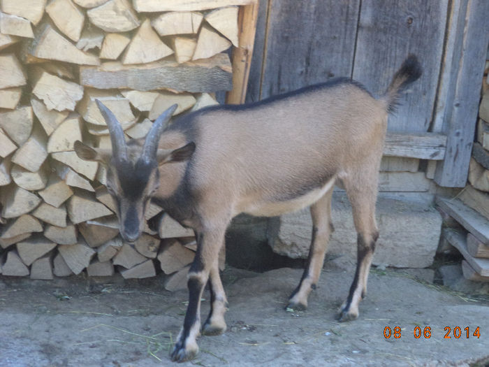 Cezar a crescut - Iezii Alpina Franceza si stramosul lor Capra aegagrus