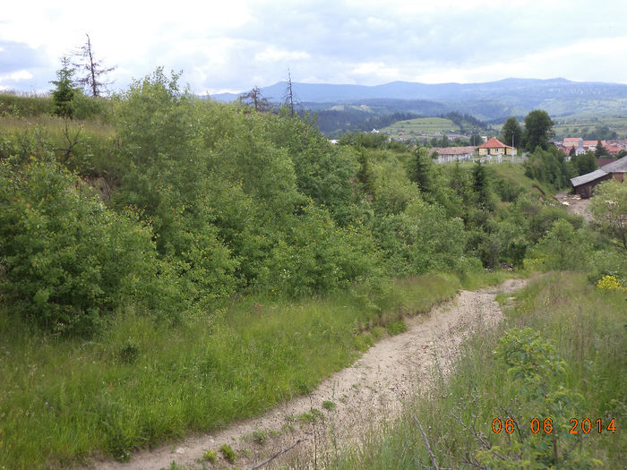 Loc de pasunat cu caprele - Iezii Alpina Franceza si stramosul lor Capra aegagrus