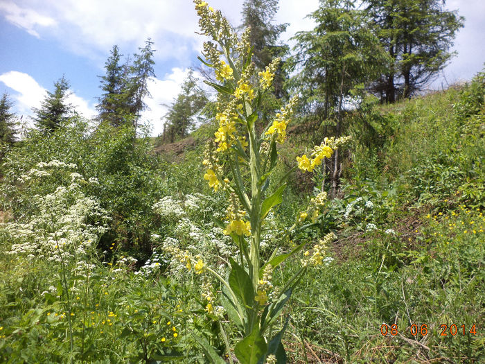 Lumanarica planta medicinala - Iezii Alpina Franceza si stramosul lor Capra aegagrus