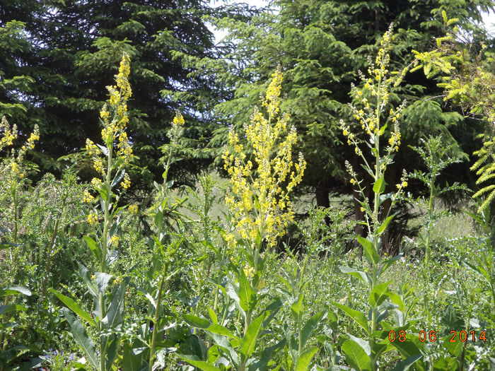 Lumanarica(Verbascum Phlomoides)-1 - Iezii Alpina Franceza si stramosul lor Capra aegagrus
