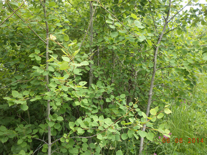 Plop tremurator pentru capre