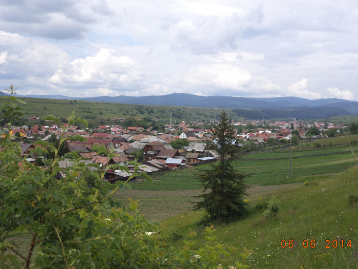 Valea Toplitei - Iezii Alpina Franceza si stramosul lor Capra aegagrus