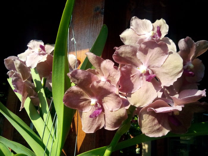 Vanda Nitaya Salmon