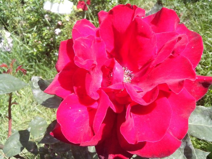 IMG_20140603_113800 - roze2014