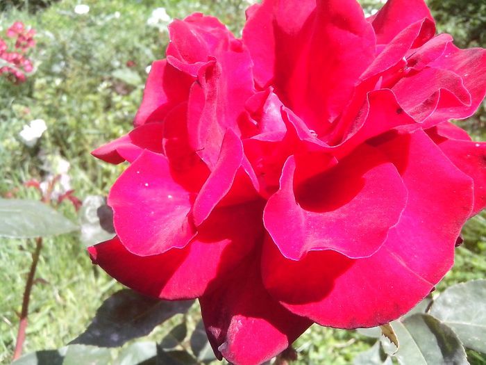 IMG_20140603_113807 - roze2014