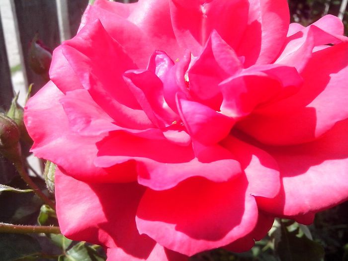 IMG_20140603_113817 - roze2014