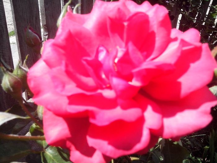 IMG_20140603_113823 - roze2014