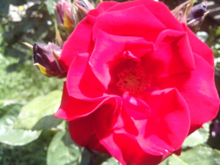 IMG_20140603_113832 - roze2014