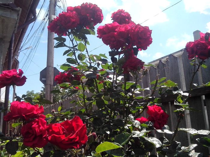 IMG_20140603_113844 - roze2014