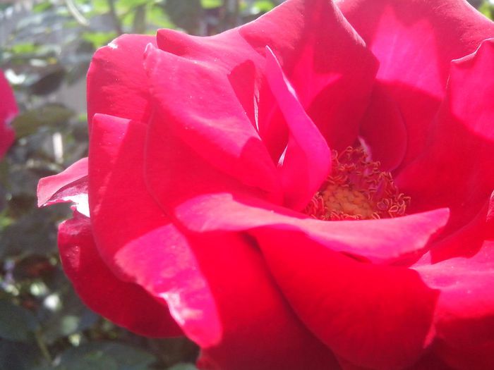 IMG_20140603_113852 - roze2014