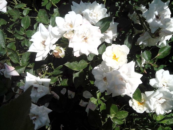 IMG_20140603_113908 - roze2014