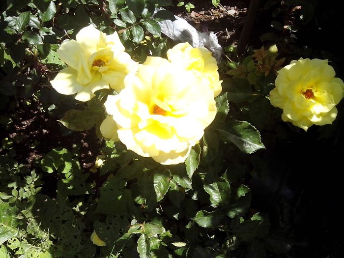 IMG_20140603_113920 - roze2014