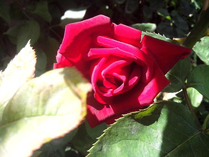 IMG_20140603_113940 - roze2014