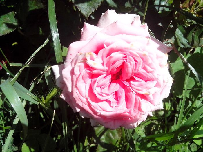 IMG_20140603_113959 - roze2014