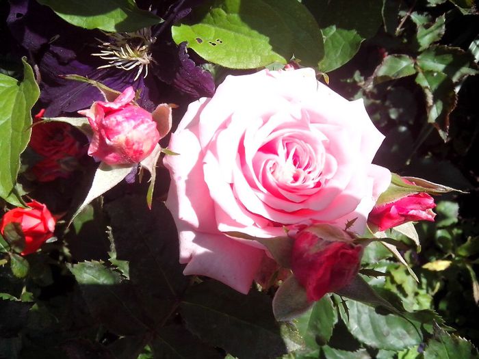IMG_20140603_114003 - roze2014