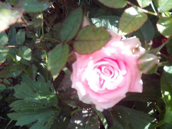 IMG_20140603_114007 - roze2014