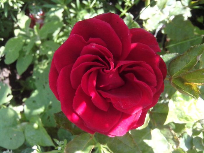 IMG_20140603_114022 - roze2014