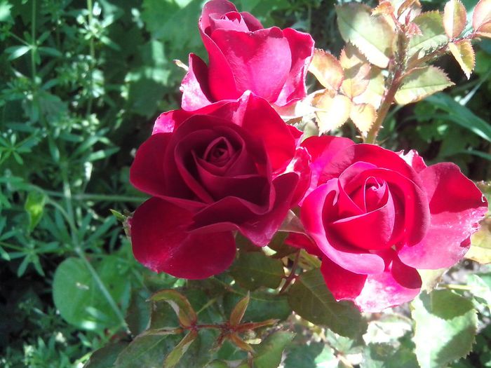 IMG_20140603_114025 - roze2014