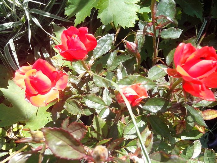 IMG_20140603_114029 - roze2014