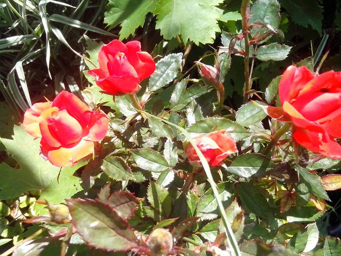 IMG_20140603_114032 - roze2014