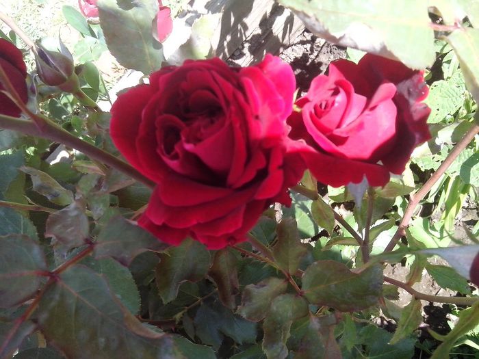 IMG_20140603_114051 - roze2014