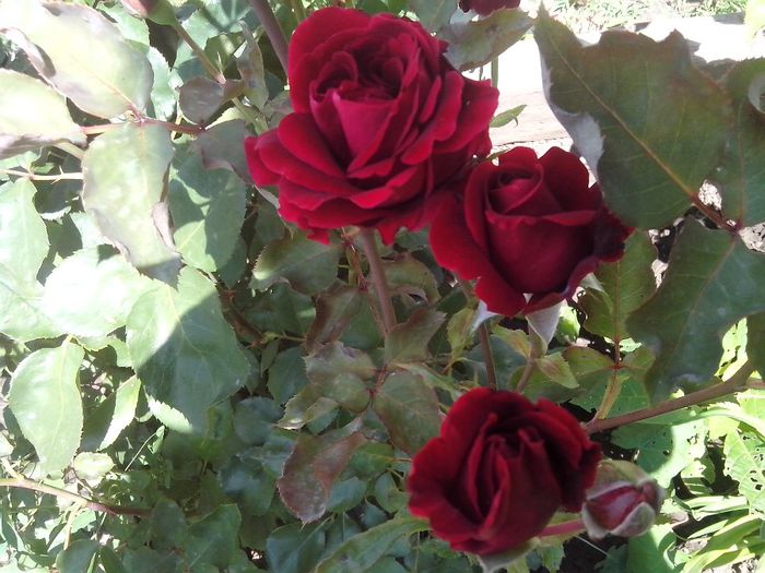 IMG_20140603_114057 - roze2014