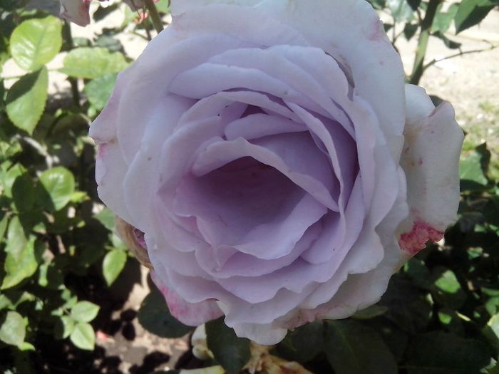 IMG_20140603_114105 - roze2014