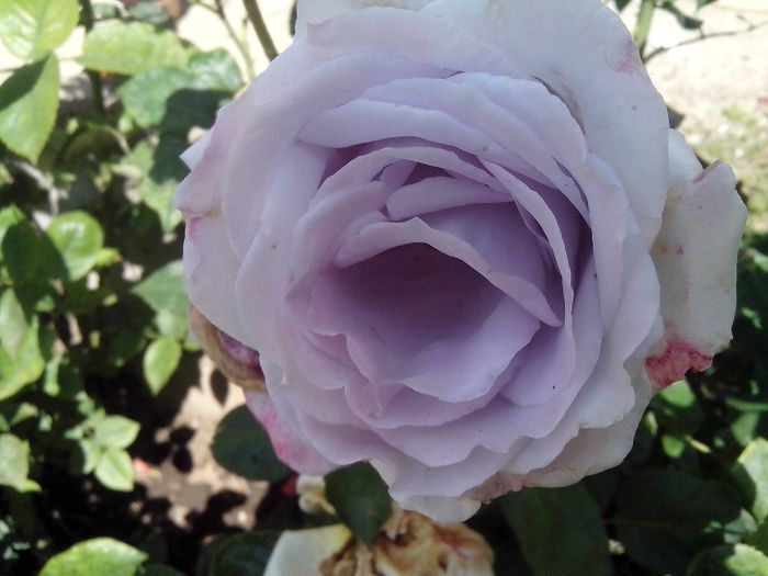 IMG_20140603_114114 - roze2014