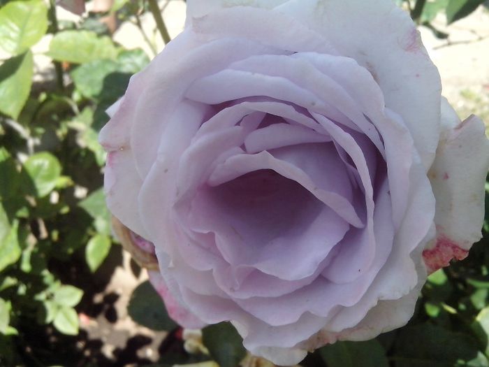 IMG_20140603_114118 - roze2014