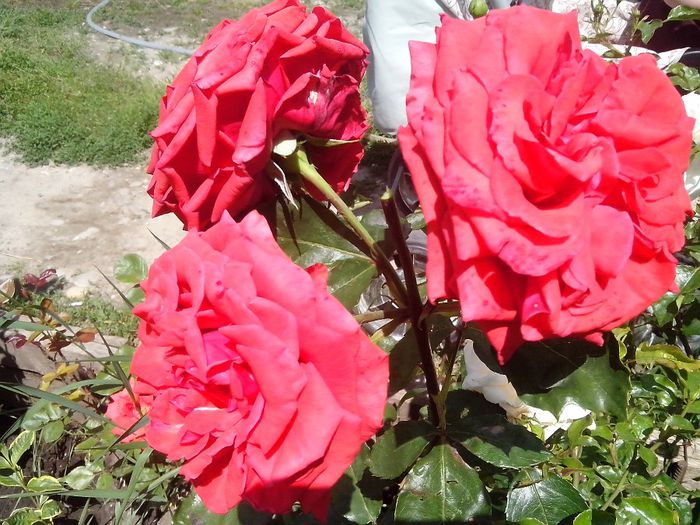 IMG_20140603_114133 - roze2014