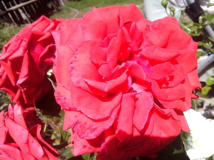 IMG_20140603_114141 - roze2014