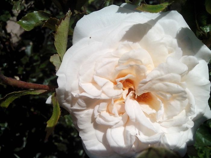 IMG_20140603_114203 - roze2014