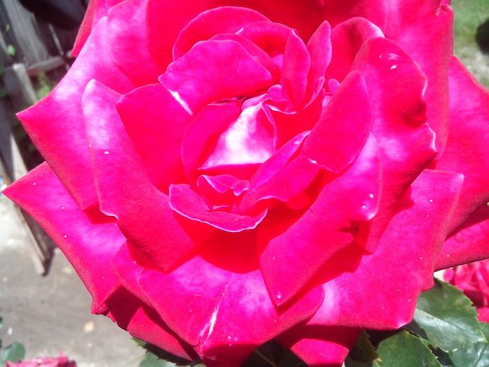 IMG_20140603_114240 - roze2014