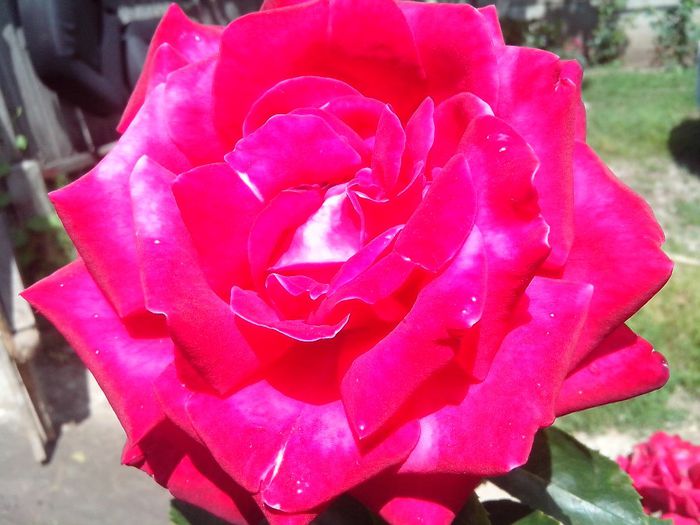 IMG_20140603_114243 - roze2014