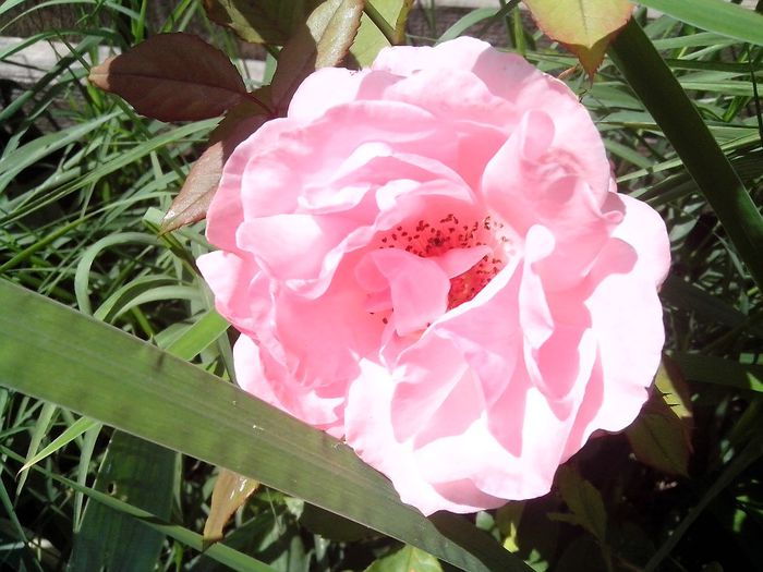 IMG_20140603_114253 - roze2014