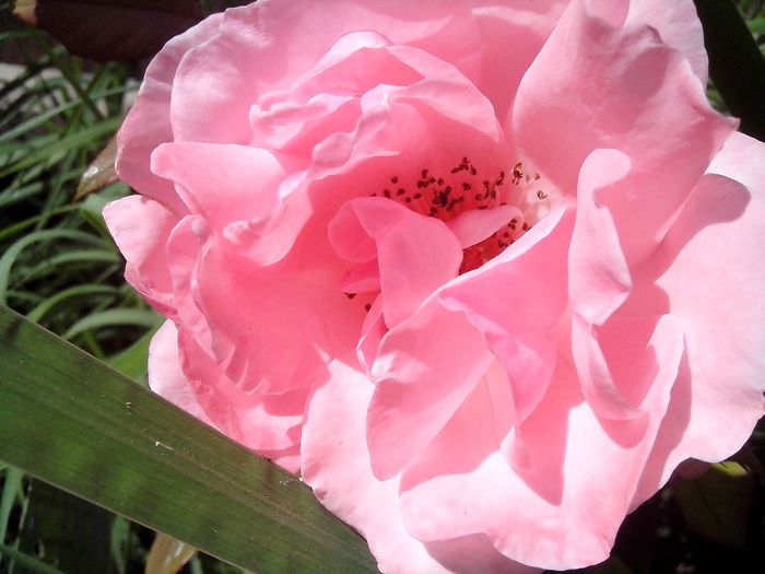 IMG_20140603_114256 - roze2014