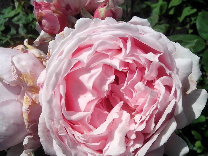 IMG_20140603_114351 - roze2014