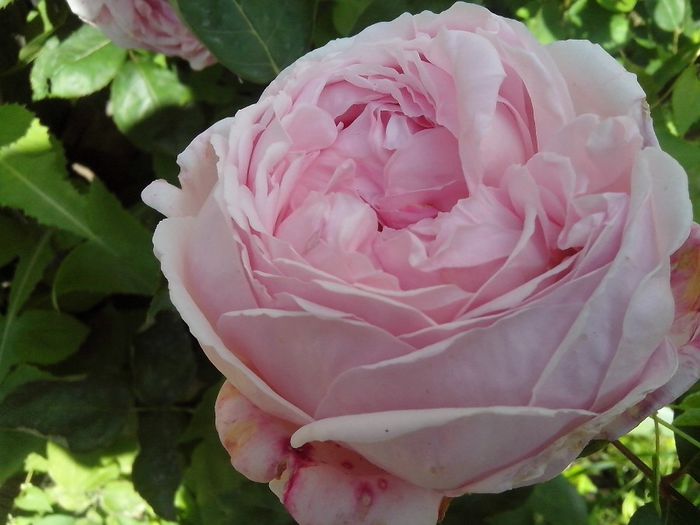 IMG_20140603_114403 - roze2014