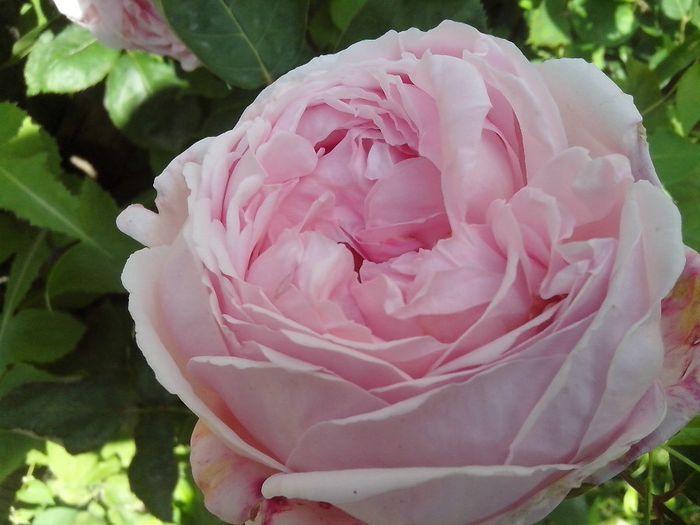 IMG_20140603_114407 - roze2014