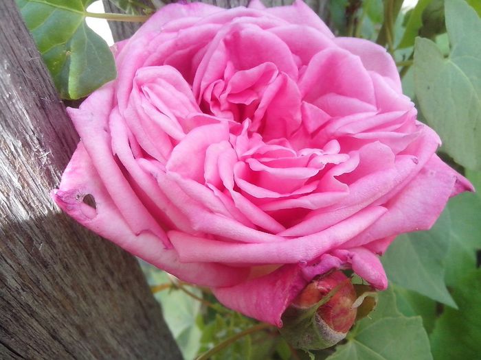 IMG_20140603_114420 - roze2014