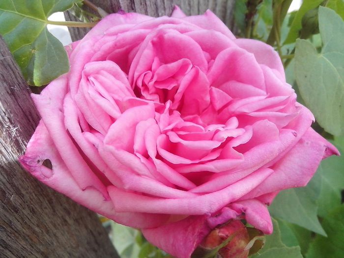 IMG_20140603_114423 - roze2014