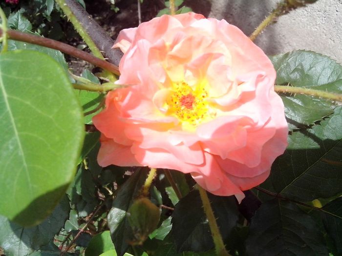 IMG_20140603_114456 - roze2014